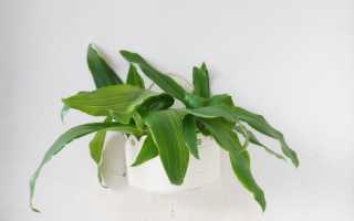 Лечебные свойства золотого уса — что нужно знать