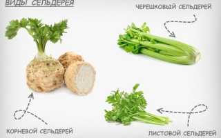 Сельдерей — Польза и Вред для Здоровья