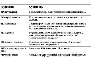 Роль липидов в организме — зачем они нужны