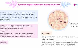Повышение уровня гранулоцитов — причины и последствия