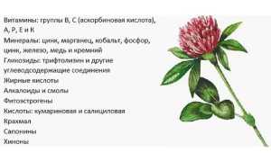 Польза красного клевера для здоровья