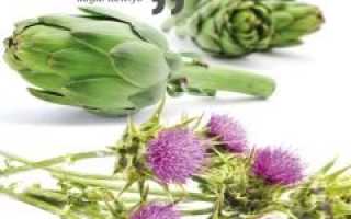 Артишок и расторопша — в чем отличия?