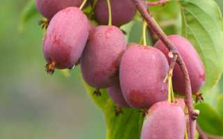 Полезные свойства актинидии для здоровья