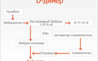 Что делать при повышенном D-димере у женщин