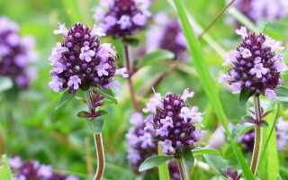 Тимьян — Что Это За Трава и Как Ее Использовать