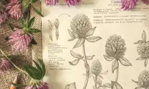 Корень красного клевера — секреты и особенности