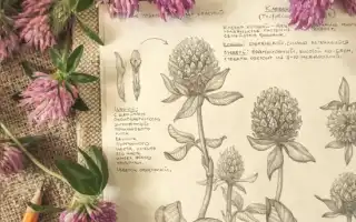 Корень красного клевера — секреты и особенности