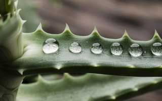 Алоэ — Секреты народной медицины