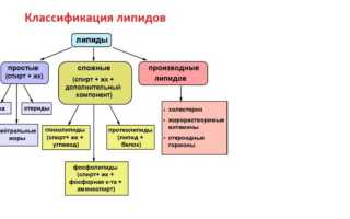 Липиды и жиры — одно и то же?