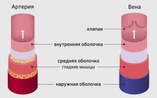 Строение среднего слоя стенок вен и артерий