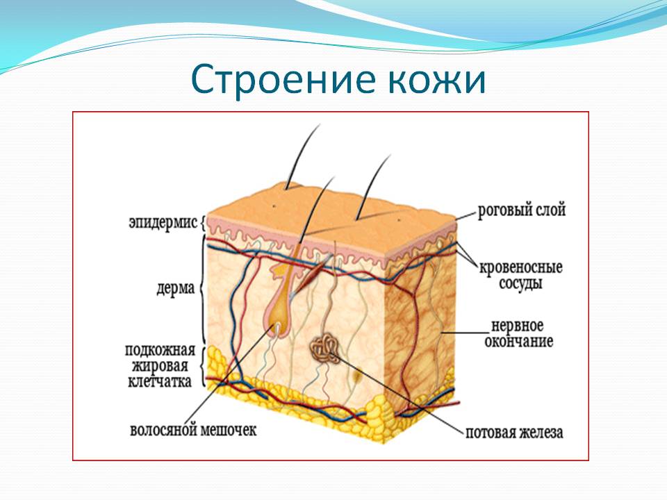 слои кожи