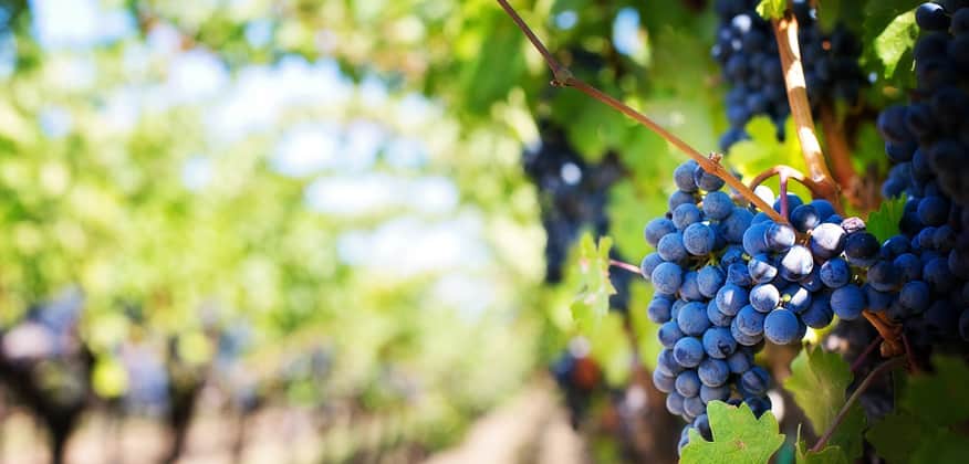maslo-vinogradnoj-kostochki-dlya-lica