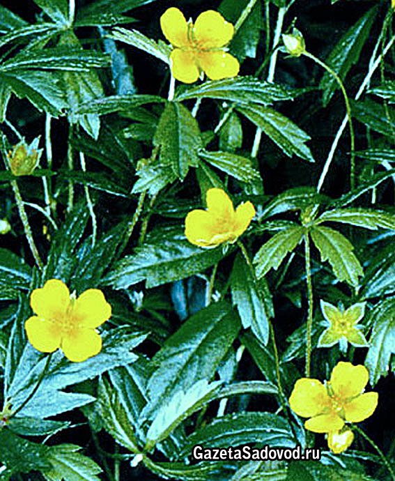 Рост и развитие калгана — секреты здорового растения