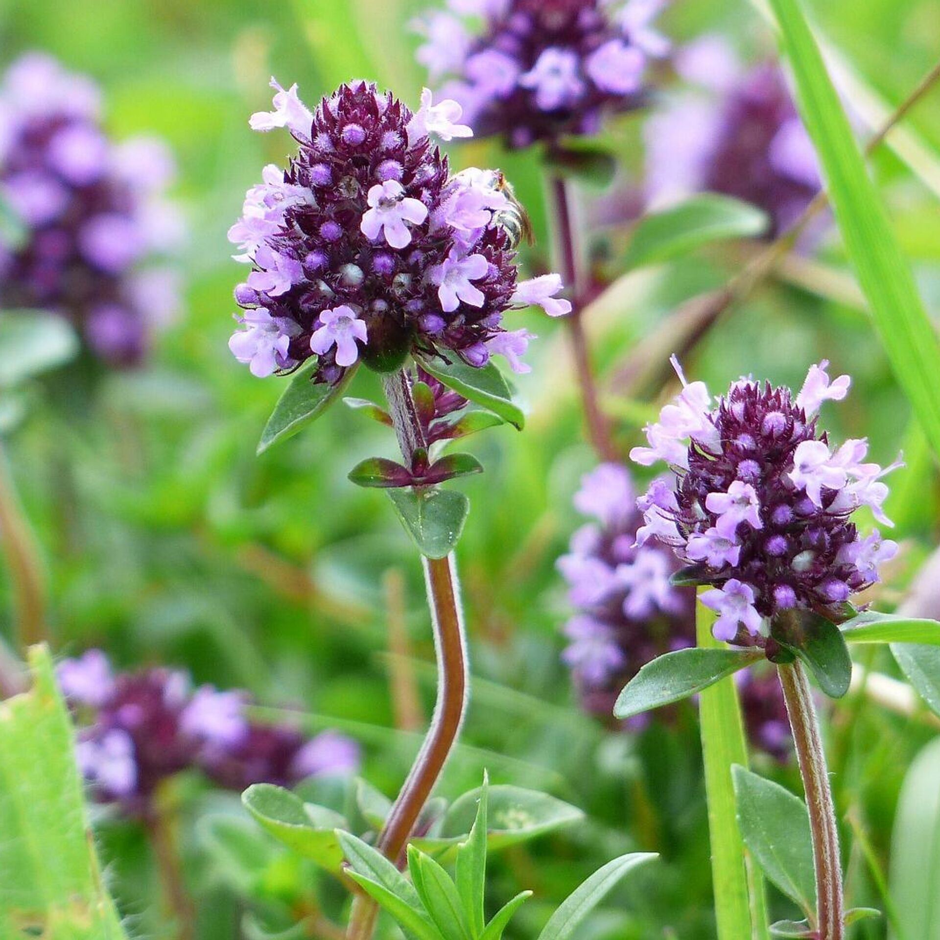 Польза травы душица для здоровья и красоты