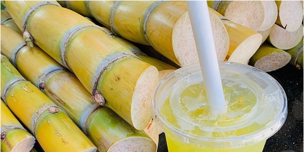 Польза сока тростника для здоровья