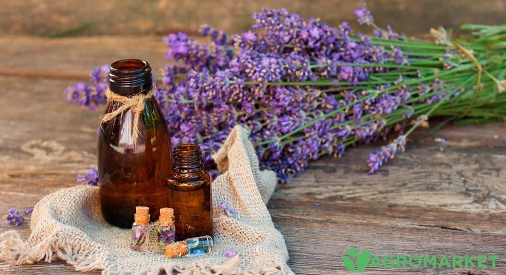 Уникальные свойства настойки лаванды и её применение