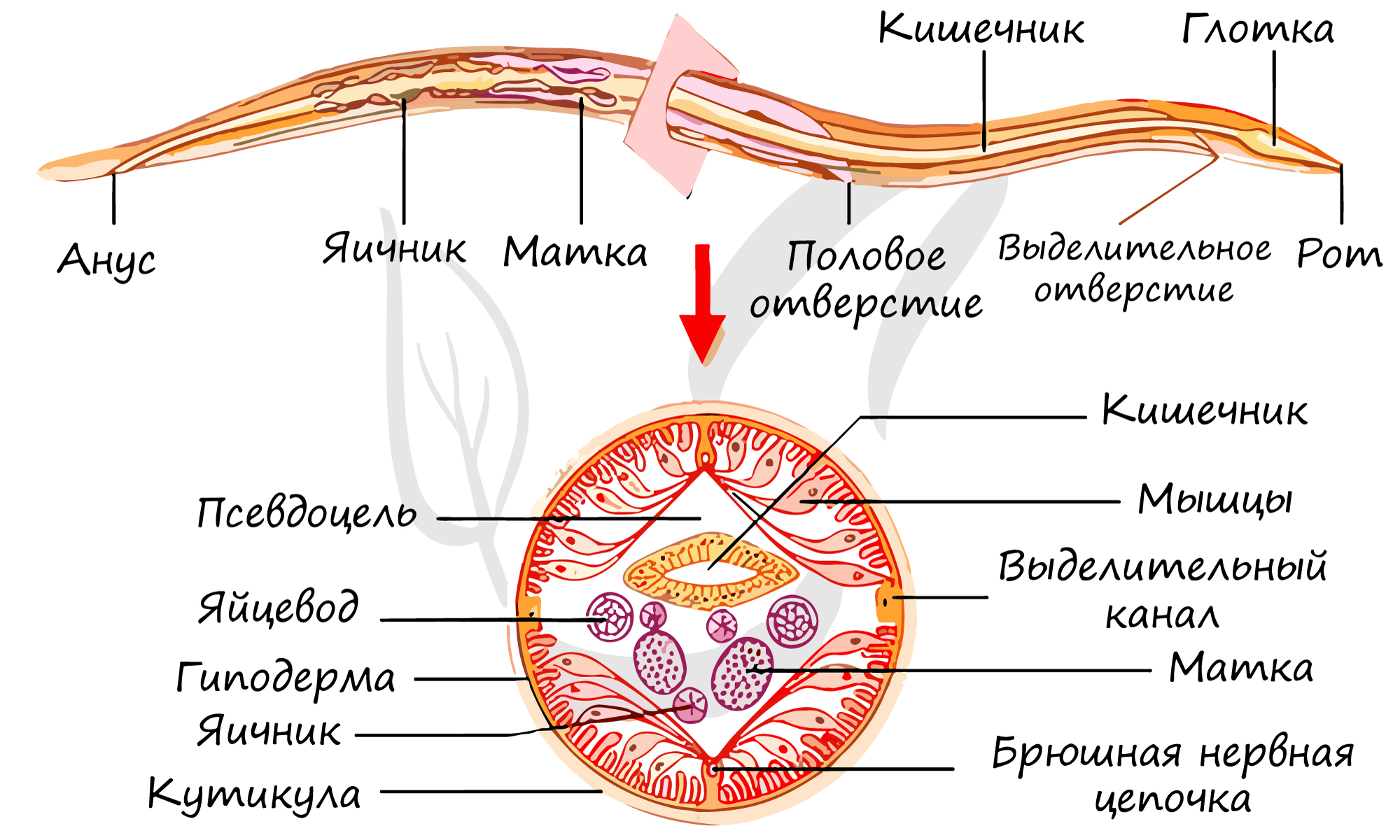 Половая система аскарид — строение и особенности