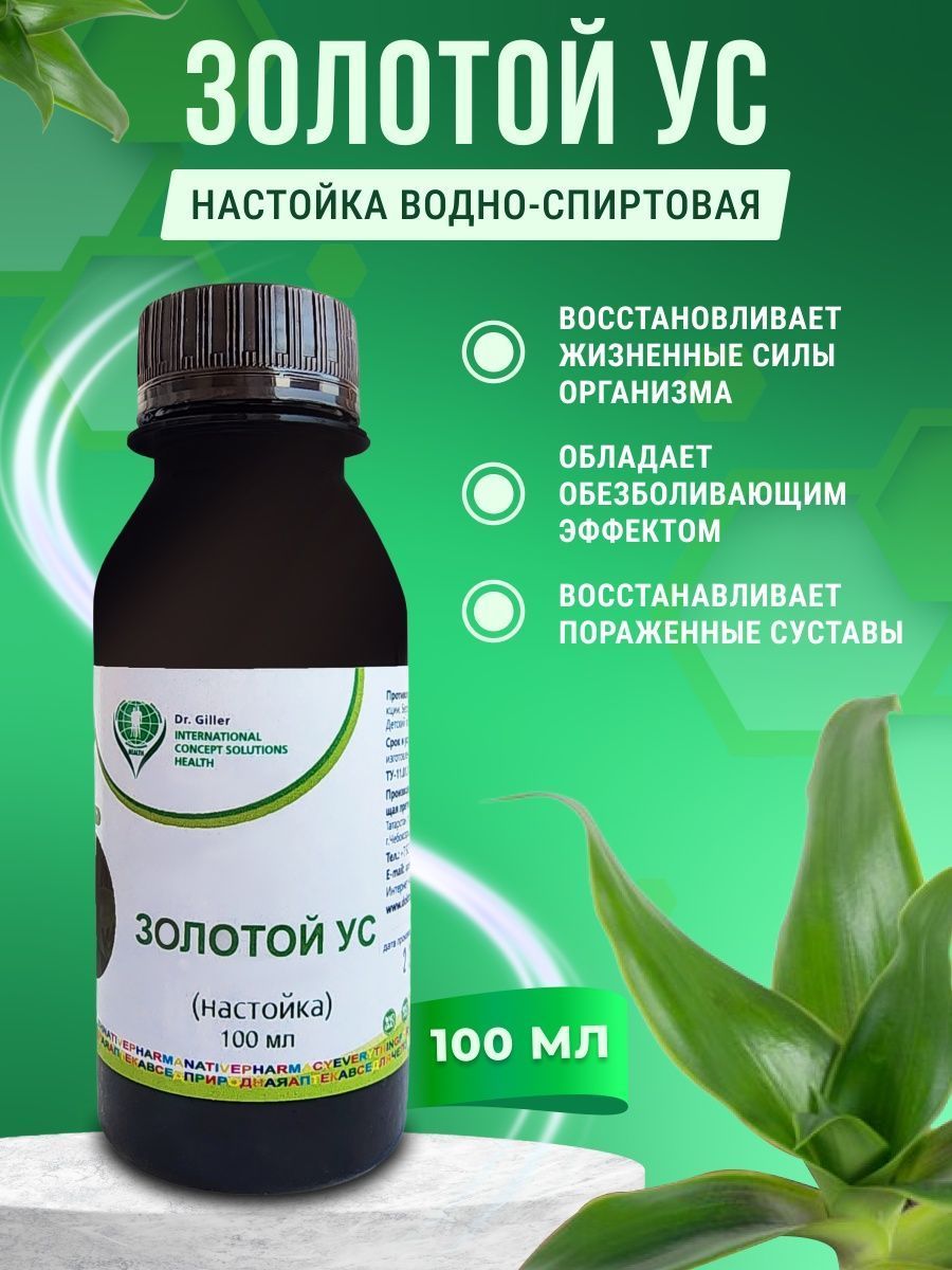 Польза настойки золотого уса для здоровья