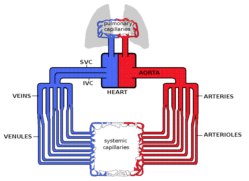 Кровь — движение под большим давлением