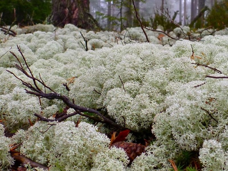 Исландский мох — лечебные свойства, рецепты и отзывы