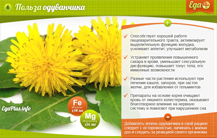 Одуванчик — Целебные свойства и польза для здоровья