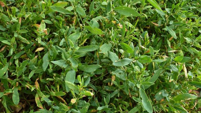 Спорыш — Лечебные Свойства и Противопоказания