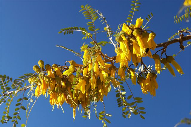 Софора японская — уникальные свойства и применение