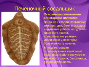 Защита печени — эффективные меры профилактики от сосальщика