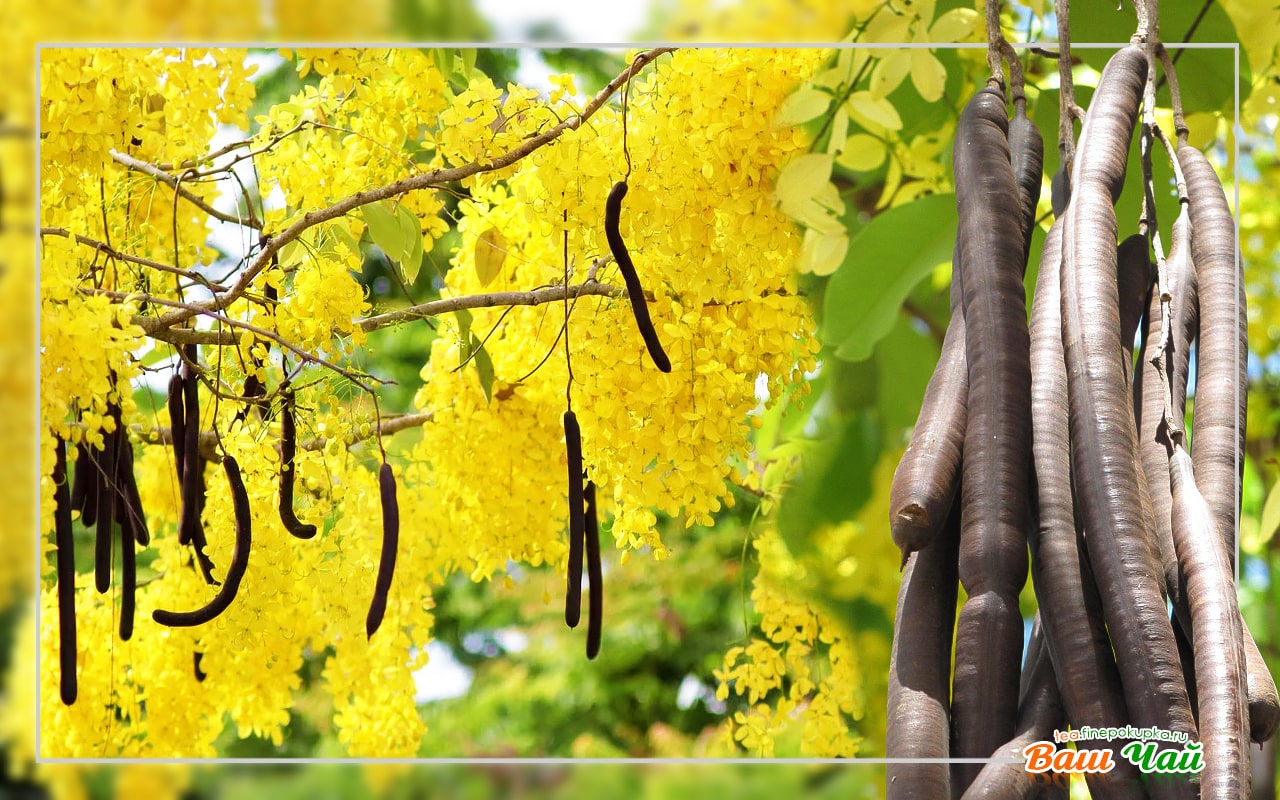 Плоды кассии — виды, описание и применение