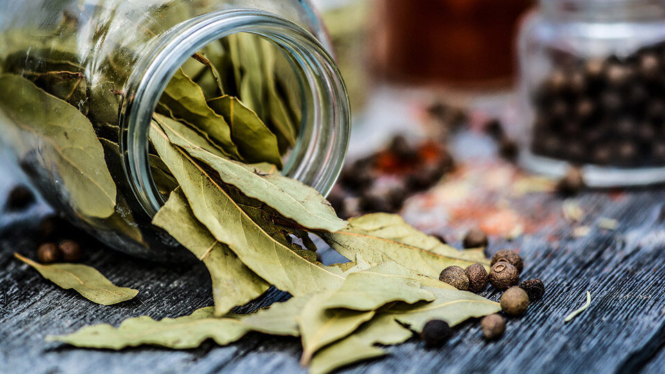 Польза лавровой воды для здоровья