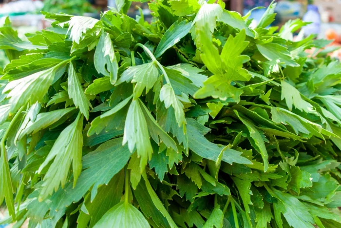 Польза любистока для здоровья человека