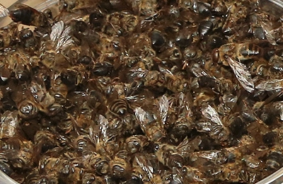 Использование сушеных пчел в различных областях